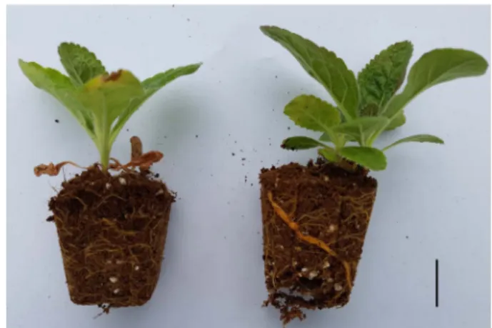 Table 3. Aerial part growth characteristics of R. glutinosa.