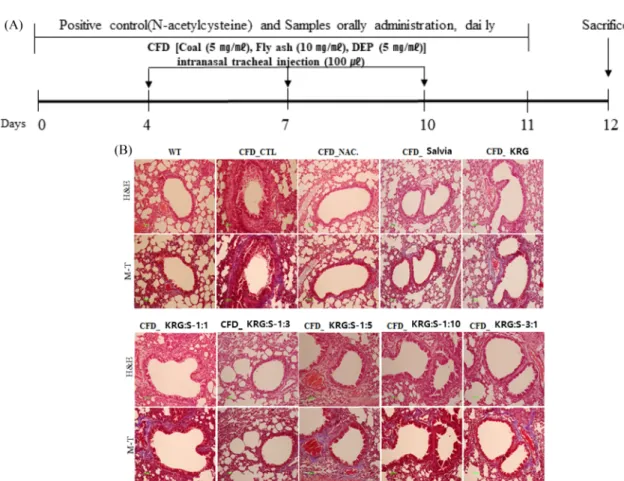 Fig. 3. Experimental schedule to make coal combustion-fly ash-diesel exhaust particles complex (CFD)-induced mice model and Histopathology