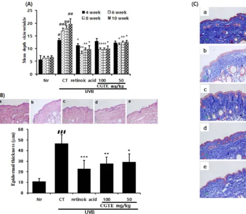 Fig. 3. Effect of CGTE on UVB-induced skin wrinkles, epidermal thickening, and histological changes
