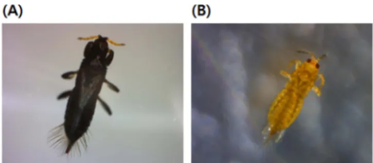 Fig. 4. Phylogenetic trees of A. obscurus (A) and T. nigropilosus (B). The tree was constructed by using the MEGA4 after aligning the sequences with Megalign and generating evolutionary distance matrix inferred by the neighbor-joining method using Tamura 3