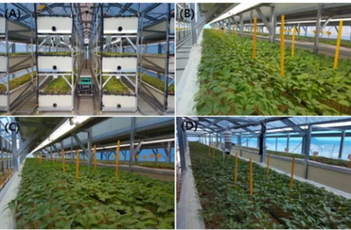 Fig. 1. The front part of the multi-layer bed facility and the appearance of the 1st (B), 2nd (C) and 3rd (D) floors where the ginseng seedlings were grown