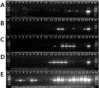 Fig. 2. Phylogenetic analysis of Ilyonectria radicicola species complex obtained from chestnut tree rhizosphere soils using histone h3 sequence region