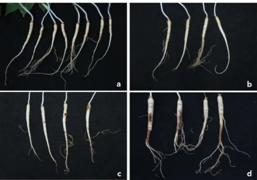 Fig. 4. Optical images showing symptoms of root rot due to Ilyonectria radicicola affected by highly (a) and Weakly (b, c and d) aggressive I
