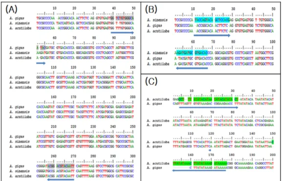 Fig. 1. Sequence alignment of the three Angelica  species showing the location of the species- species-specific primers