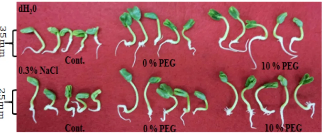 Fig. 5. Comparison of seedlings at various PEG concentrations after 3 days of germination under H 2 O and 0.3% NaCl