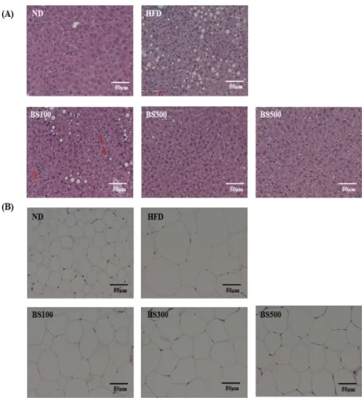 Fig. 7. Effects of BS on hepatic fat accumulation (A) and size of adipocyte (B) in mice fed a high-fat-diet (200X)