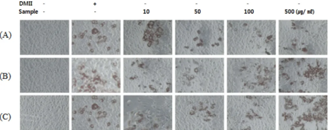 Fig. 5. The microscopic pictures of lipid precursors activity of 70% ethanol extracts from Calendula officinalis flower (A), Phellinus linteus (B) and Houttuynia cordata whole plant (C) on 3T3-L1 cells by different concentrations.