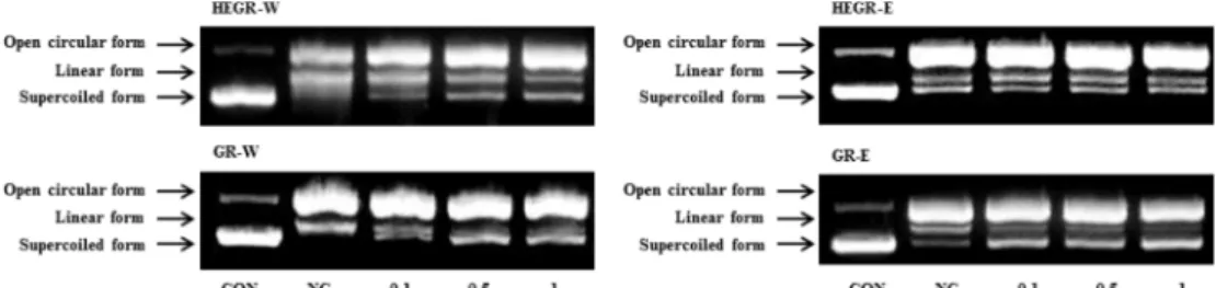 Fig. 4. Effect of  Hericium erinaceus grown on germinated green rice and germinated green rice on viability of RAW264.7 cells