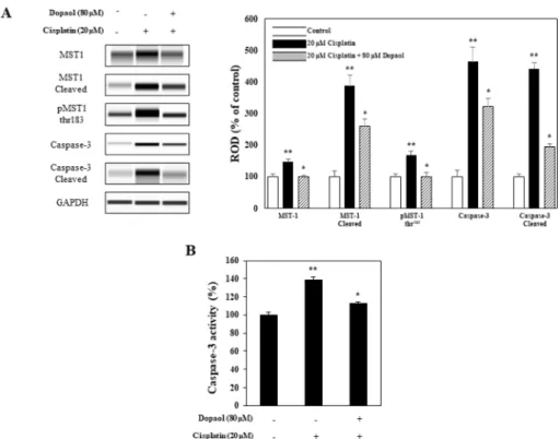 Fig. 3. Dopaol  β-D-glucoside reduces cisplatin-induced caspase-3/MST-1 signaling pathway in HK-2 cells