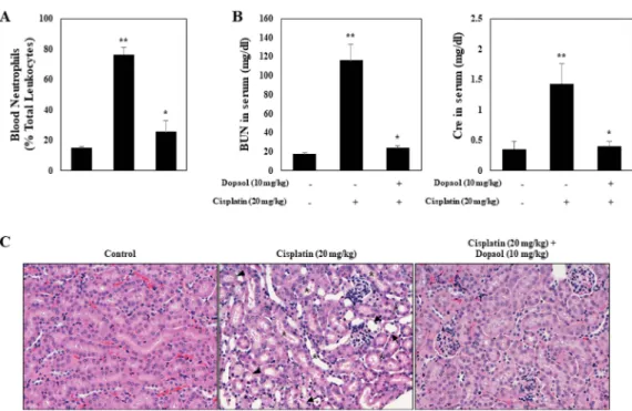 Fig. 4. Dopaol β-D-glucoside prevents cisplatin-induced nephrotoxicity on animal model