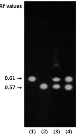 Fig. 1. Berberine and palmatine of spots by TLC analysis of extract and  frac-tion of phellodendri cortex