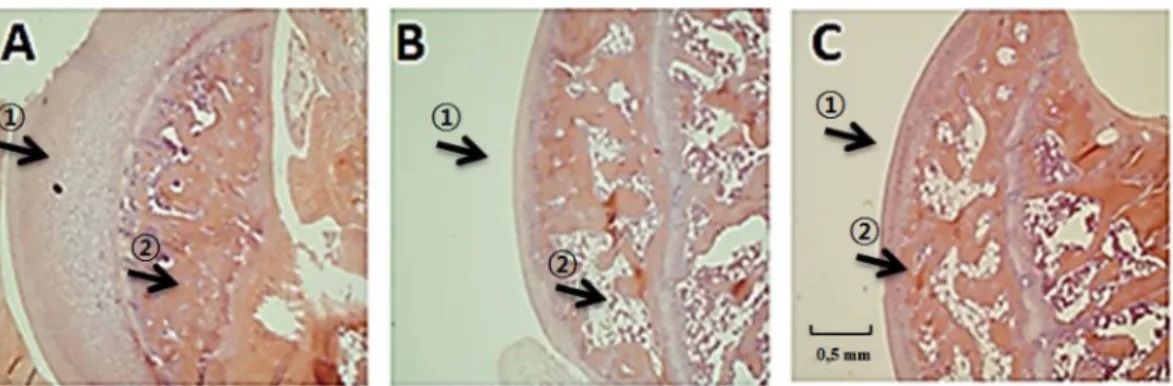 Table 4. Plasma Ca, alkaline phosphatase (ALP), osteocalcin and C- C-terminal telopeptide (CTx) concentrations in ovariectomized rats with normal control diet supplemented with Drynariae Rhizoma extract.