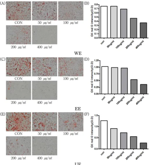 Fig. 3. Effect of A. melanocarpa Elliot extracts on adipocyte differentiation in 3T3-L1 adipocytes