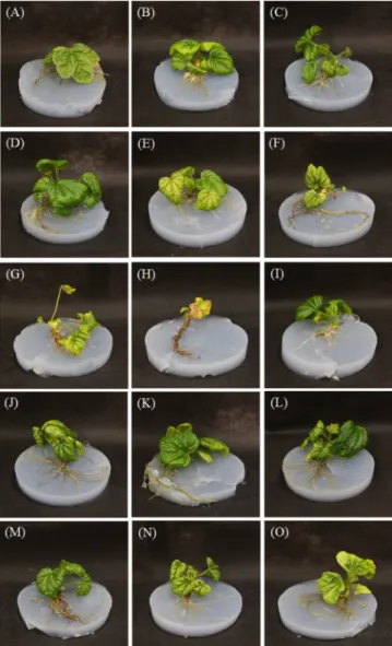 Fig. 1. Effect of different germanium concentration on the growth of  O. elatus plantlet after 8 weeks