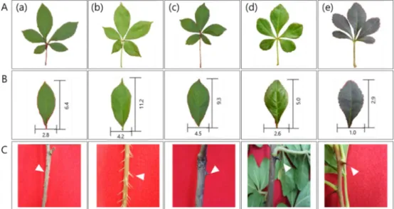 Fig. 1. Morphological characteristics of leaves, leaflets and branches of Eleutherococcus species