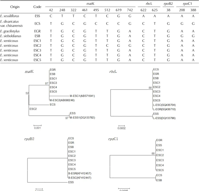 Fig. 4. Neighbor-joining trees of cpDNA sequences of Eleutherococcus  spp.  ESS;  E. sessiliflorus, ECS; E