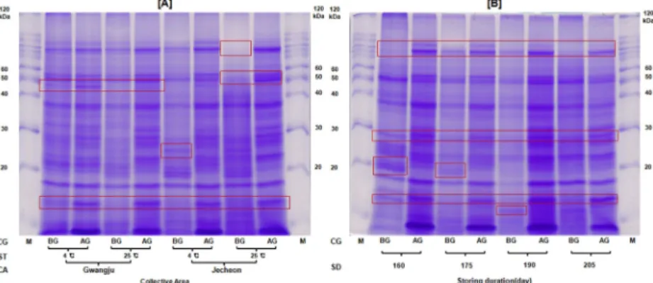 Fig. 7. Protein expression patterns of Achyranthes japonica seed in both seeds before germination and after germination with two different plant growth regulators and seed primings by  SDS-PAGE