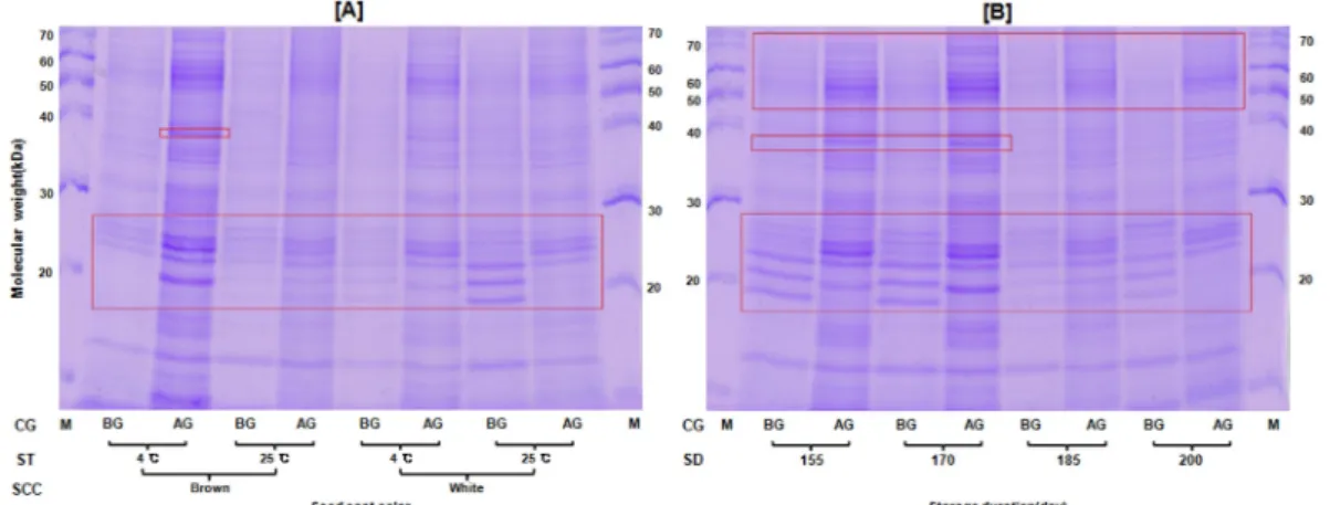 Fig. 5. Protein expression patterns of Lithospermum  erythrorhizon seed in both seeds before germination and after germination with different colors of seed coat, two different storage temperatures and five different storage durations by SDS-PAGE