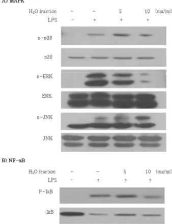 Fig. 5. Inhibitory effects of LPS-induced MAPK and NF-kB activation by H 2 O fraction of ginseng berry in RAW 264.7 macrophage cells