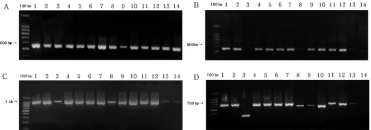 Fig. 3. The Neighbor-Joining tree of rpoC1 sequences of species in Polygonatum.