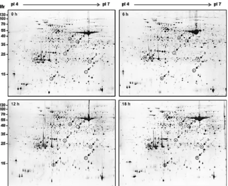 Fig.  2. Enlarged views and quantitative analysis of differentially expressed proteins in ginseng leaves in response to salt stress.