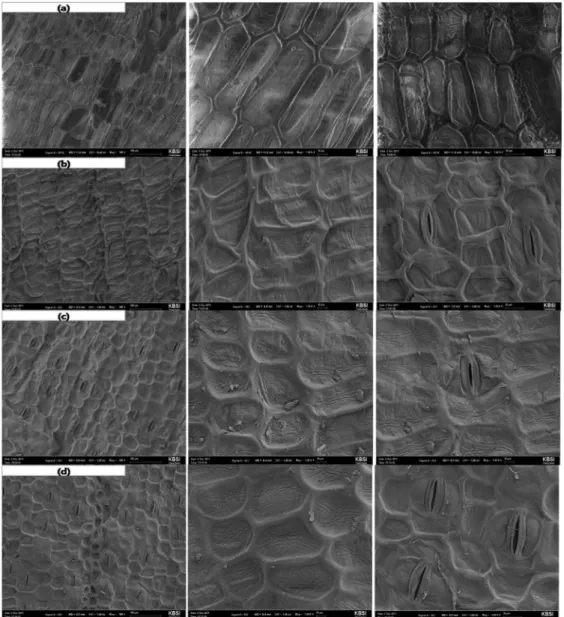 Fig. 4. Morphology observation of dried Curcuma longa L.  by SEM (Scanning Electron Microscope × 500)