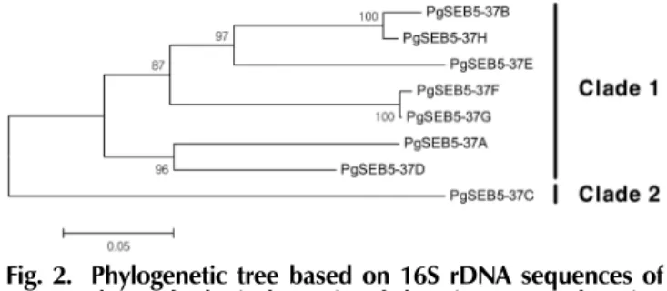 Fig. 3. Antifungal activity of the P. ginseng endopytes isolated from Panax ginseng seeds on the P