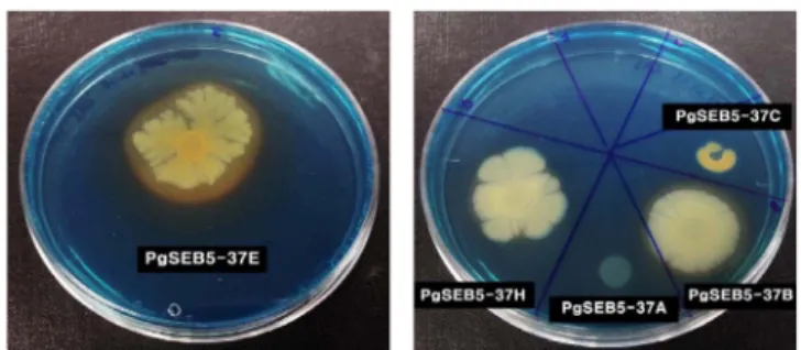 Fig. 6. Detection of the phosphate solubilization activity by the clear zone around the endophytes on Pikovskaya medium.