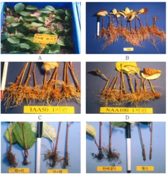 Table 3. The effect of media on rooting in 100 days after cutting in Schisandra chinensis .