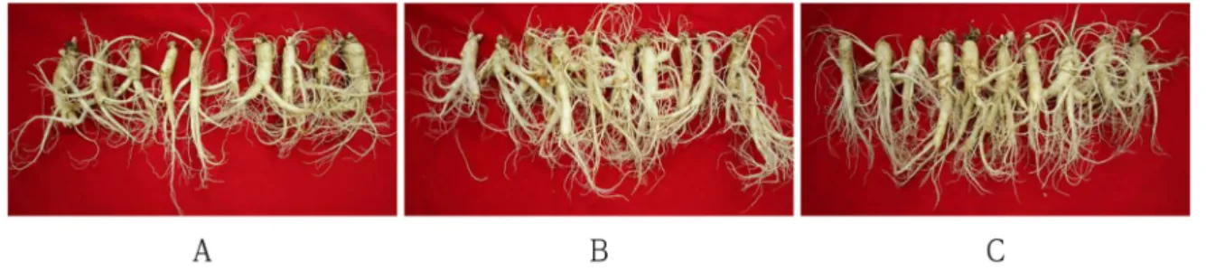 Fig. 2.  Shape of ginseng by application of press cake in paddy-converted field. A; Control, B; PC 200 ㎏/10a, C;