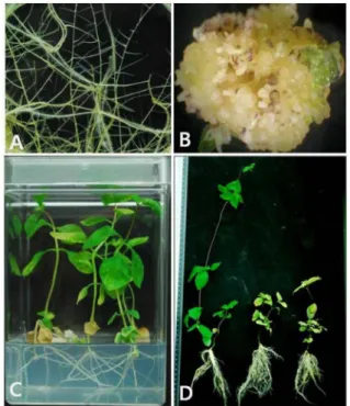 Table 1. Induction of somatic embryo from adventitious root (wild-type) and hairy root (transgenic roots-T1 and T2) after 12 weeks of culture.