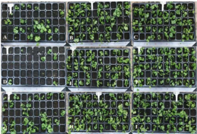 Fig.  1. Effects of seed storage temperature and pre-treatment on germination and seedling growth of T