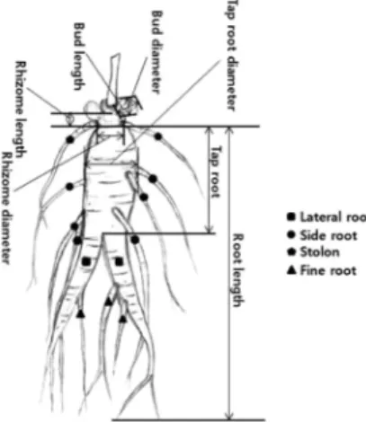 Fig. 1. Name of root parts on ginseng plant.