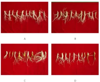 Table 5. Contents of crude saponins separated from ginseng affected by application of manure in paddy-converted field