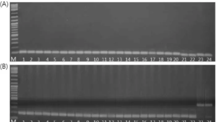 Table 3. Banding patterns of Panax species by two primer sets based on conserved sequences within the nad1/2-3 region.