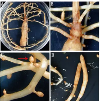 Fig. 4. Effects of photoperiod on the length of vegetative stems.