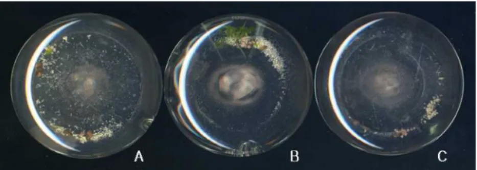 Fig. 2. Induction of somatic embryo in suspension culture after 8 weeks.