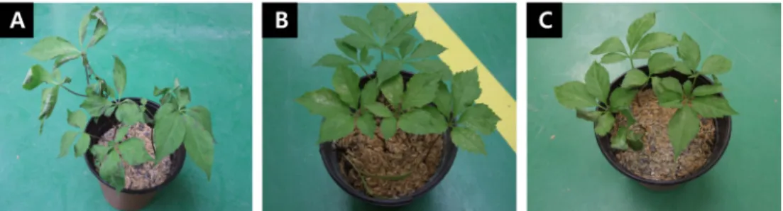 Fig. 4. Preventive effect of Bacillus subtilis KC1 on leaf spot disease of A. panax and C