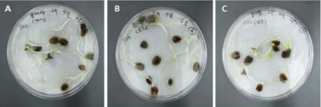 Fig. 2. Germination pictures of Rheum undulatum L. at different storage temperature in germination temperature 25 ℃