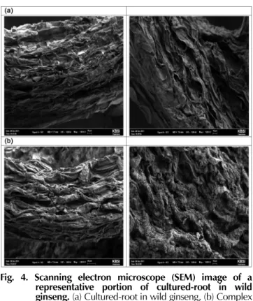 Fig. 4. Scanning electron microscope (SEM) image of a representative portion of cultured-root in wild ginseng