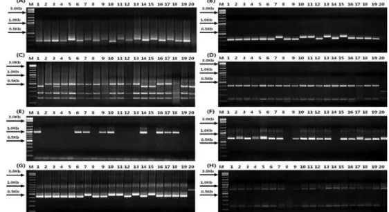 Fig. 1. Amplification products of the STS marker system on Korean ginseng breeding line