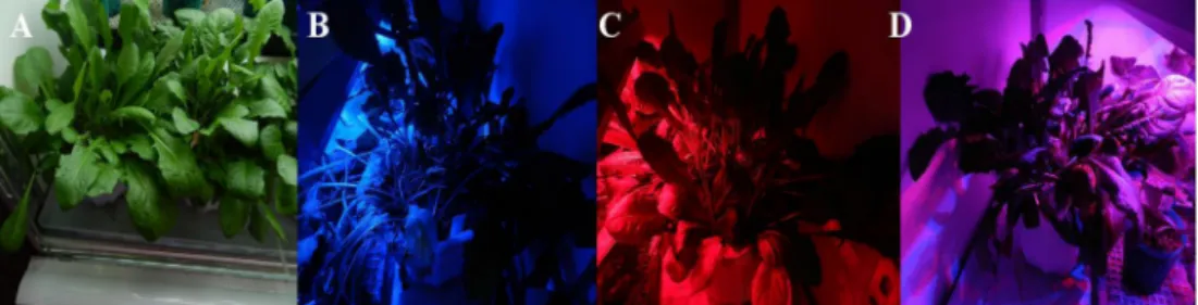 Fig. 1. Experimental view of light treatment. A, Control-Fluorescent light B, Blue (460 nm); C, Red (660 nm); D, Blue and Red (Blue : Red = 6:4)