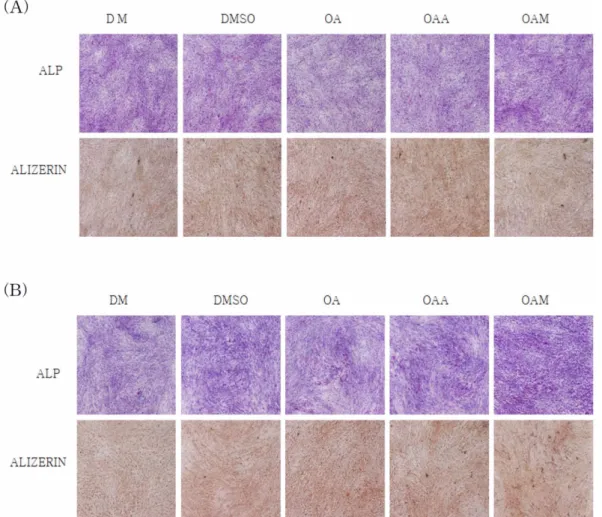 Fig. 4. Effect of 5 µM oleanolic acid and its derivatives on osteoblast differentiation by Alkaline phosphatase (ALP) and mineralization by Alizerin red staining