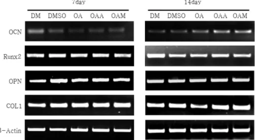 Fig. 7. Effect of oleanolic acid and its derivatives on activation of mitogen-activated protein kinase (JNK, ERK and p38)