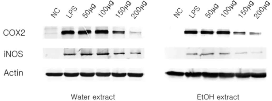 Fig. 4. Inhibitory effect of EtOH and water extracts from Paeoniae Radix on ERK1/2 Phosphorylation in LPS-stimulated RAW 264.7 cells