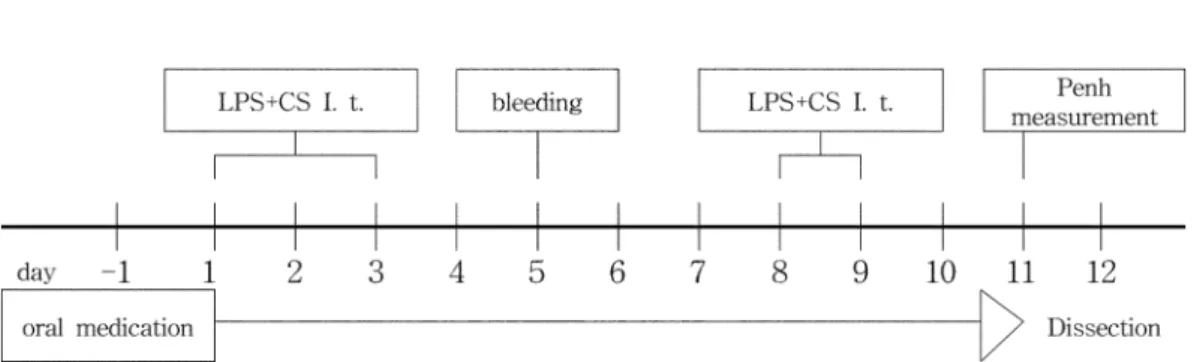 Fig. 1.  The time schedule for COPD induction in mice.  † I. t. : intratracheal injection.