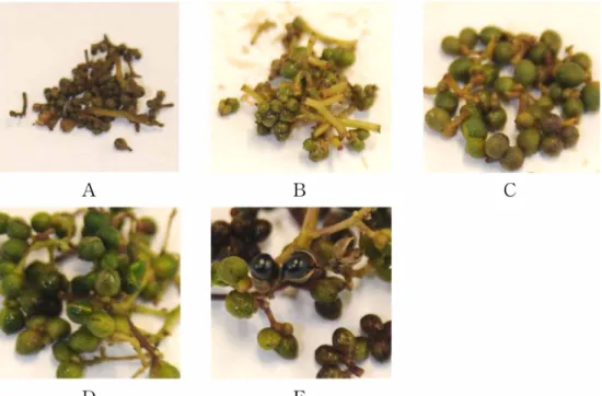 Table 1.  General growth properties of Zanthoxylum schinifolium fruit.