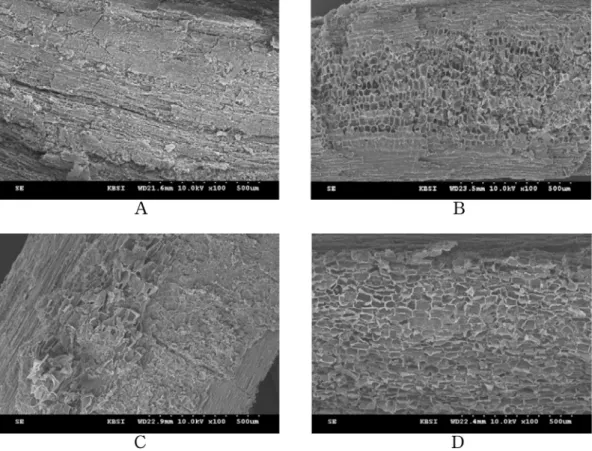 Fig. 8.  Morphology observation of  Berberis koreana  bark by SEM (A: water extraction at 100 ℃ , control
