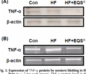 Fig. 3. Expression of  TNF- α protein by western blotting in the liver  (n = 7 for each group)