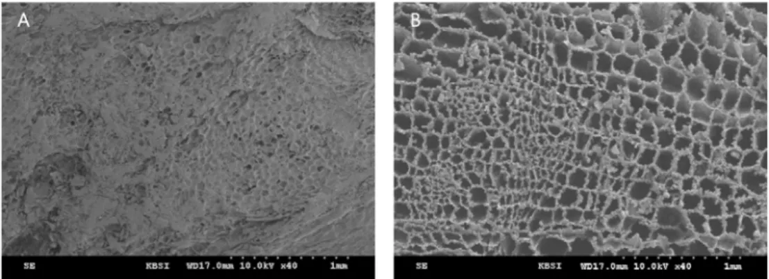 Fig. 5. Scanning electron microscope (SEM) image of a representative portion of  Codonopsis lanceolata